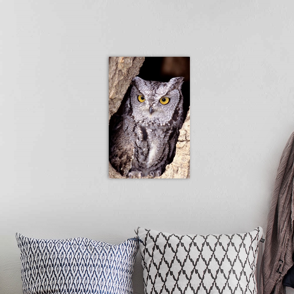 A bohemian room featuring Western Screech Owl (Otus Kennicottii) In Hollow Cottonwood