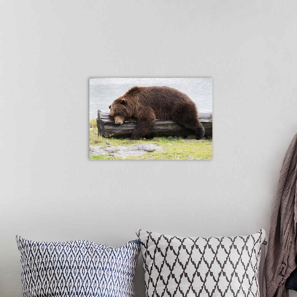 A bohemian room featuring A Wet Brown Bear (Ursus Arctos) Laying On A Log At The Water's Edge; Alaska, United States Of Ame...