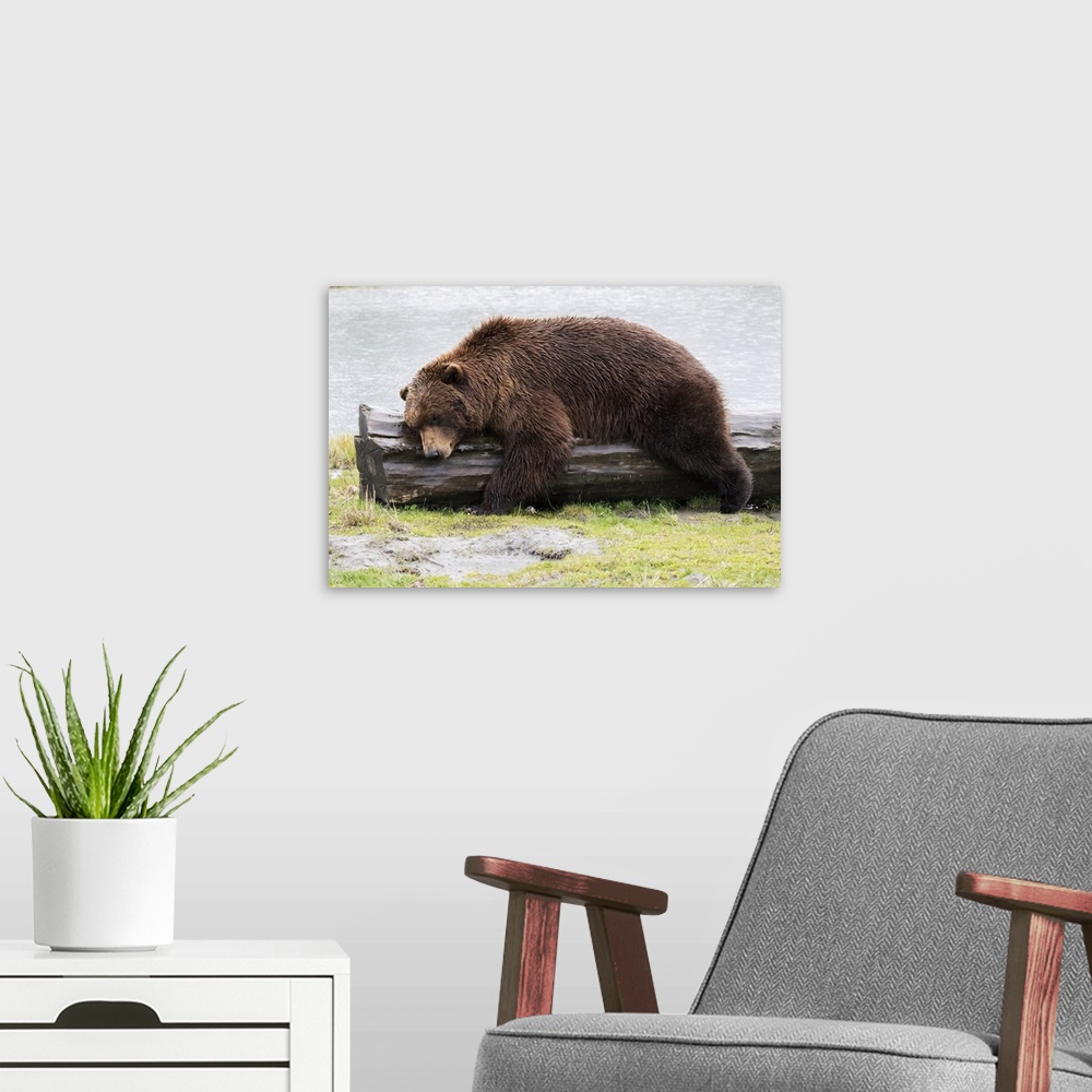 A modern room featuring A Wet Brown Bear (Ursus Arctos) Laying On A Log At The Water's Edge; Alaska, United States Of Ame...