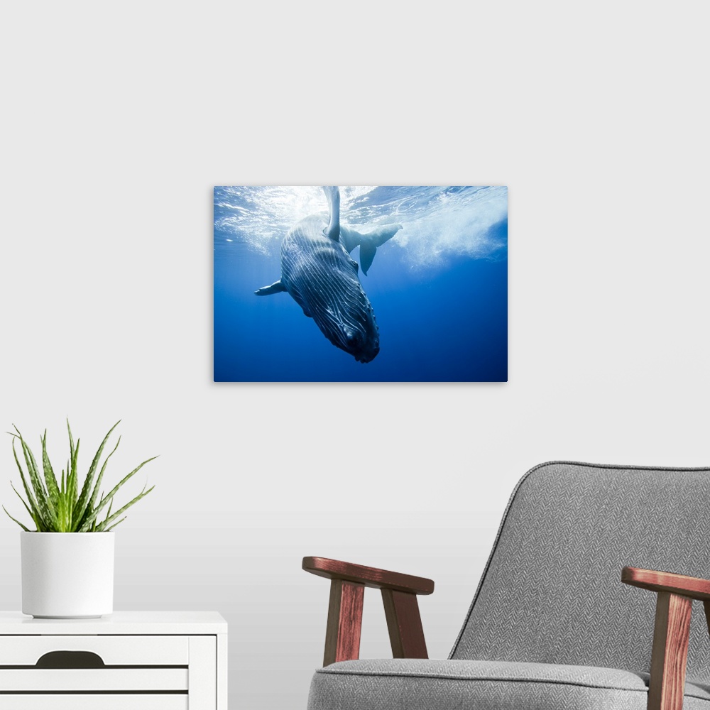 A modern room featuring Whale calf
