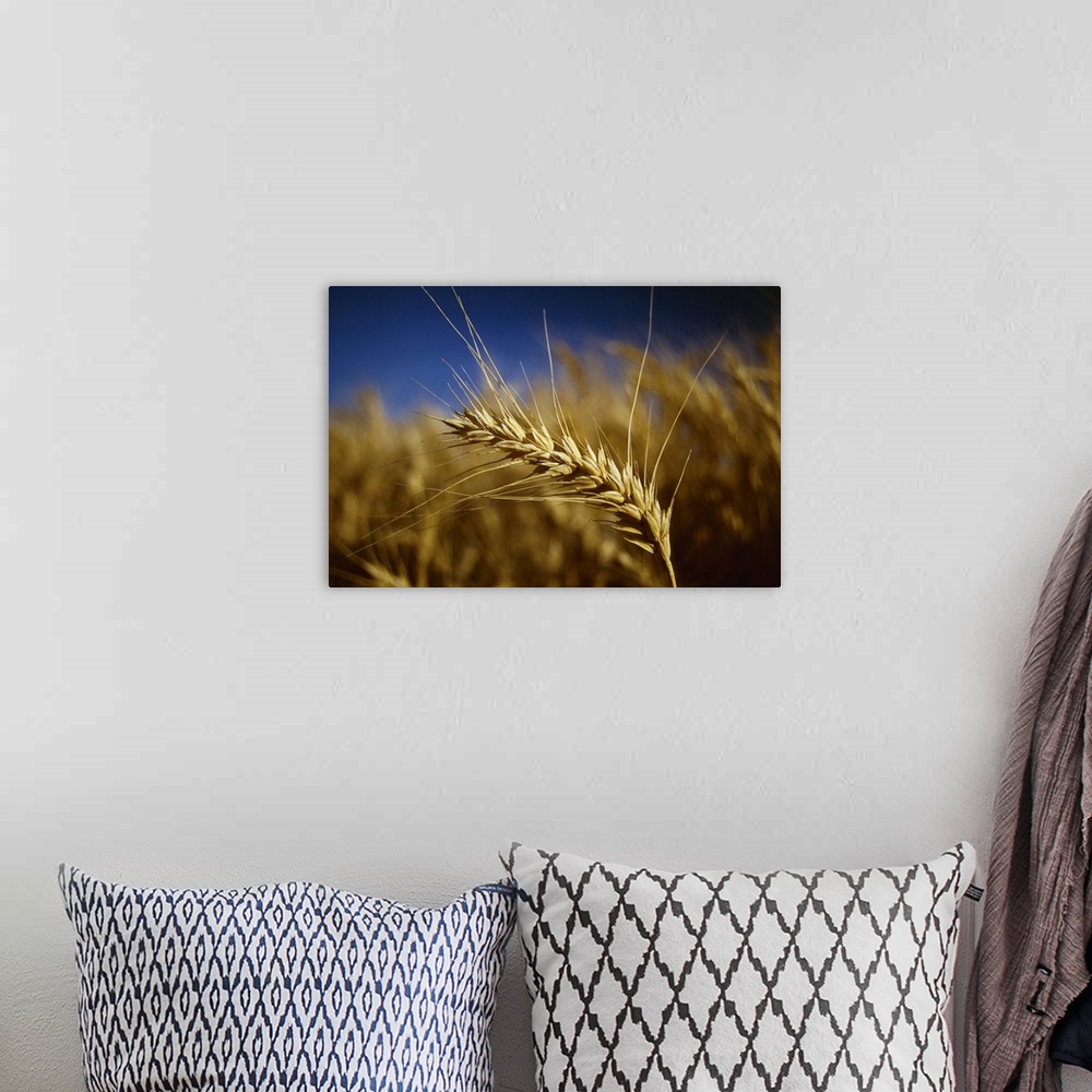 A bohemian room featuring Wheat, closeup of head