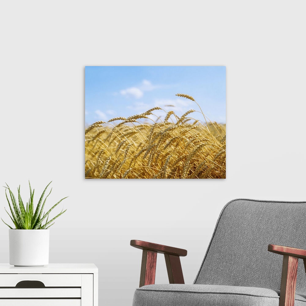 A modern room featuring Wheat Field