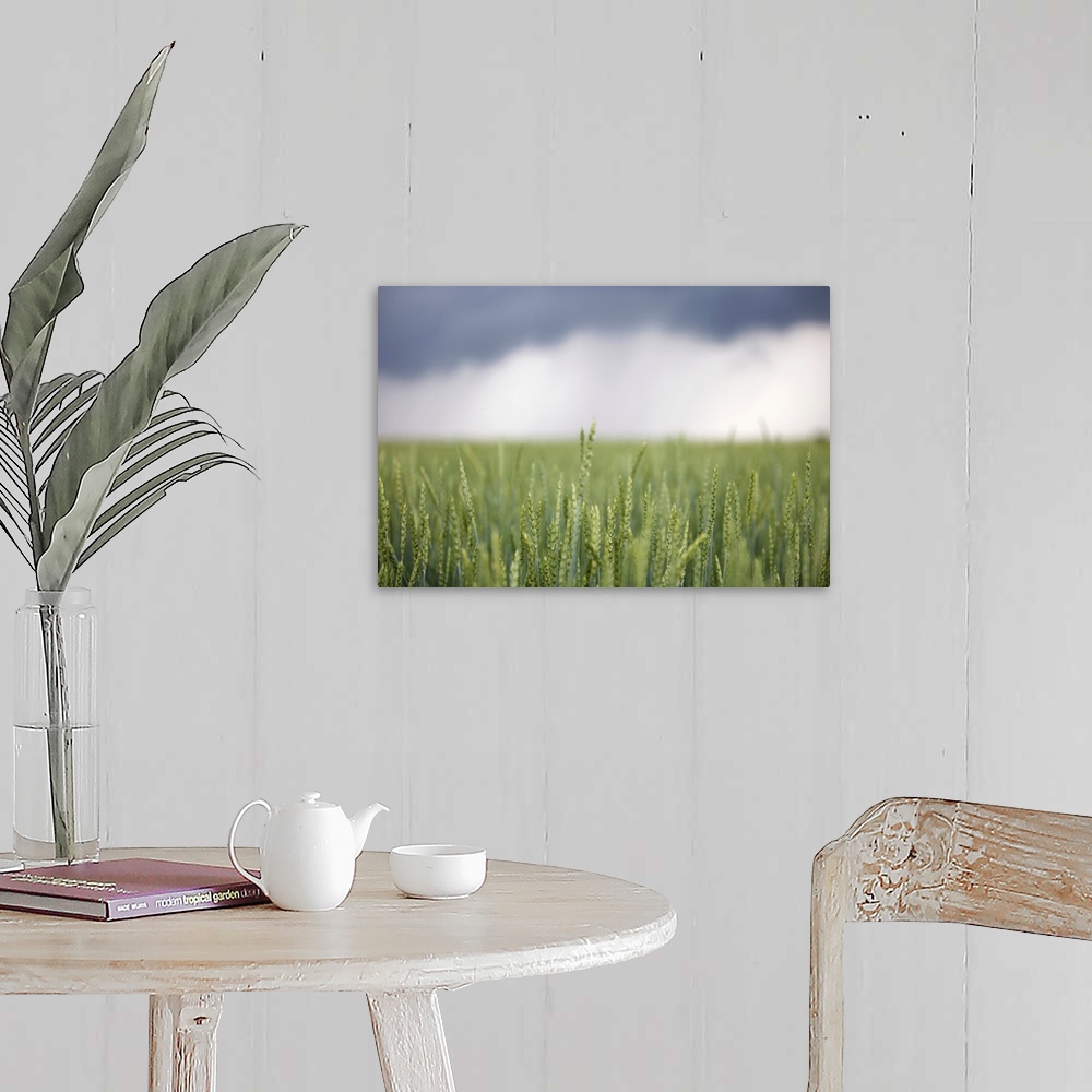 A farmhouse room featuring Wheat field and oncoming thunderstorm, Caledon, Ontario, Canada