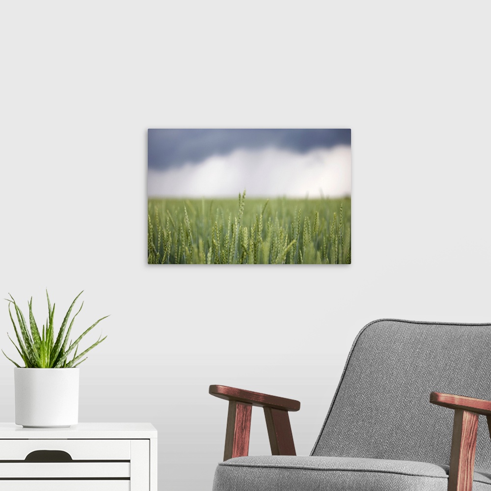 A modern room featuring Wheat field and oncoming thunderstorm, Caledon, Ontario, Canada