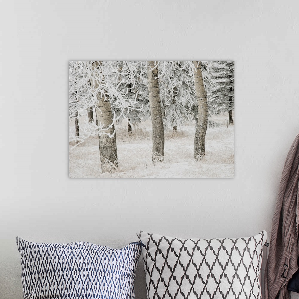 A bohemian room featuring White Aspens In Winter, Calgary, Alberta, Canada