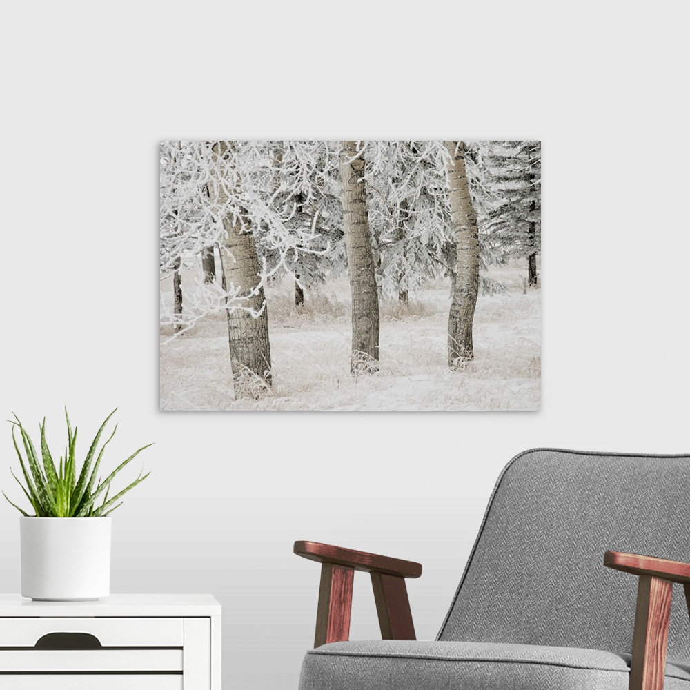 A modern room featuring White Aspens In Winter, Calgary, Alberta, Canada