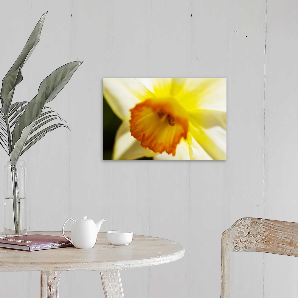 A farmhouse room featuring White Daffodil, Selective Focus On Flower Center