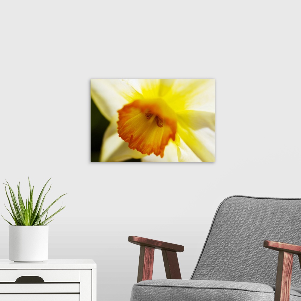 A modern room featuring White Daffodil, Selective Focus On Flower Center