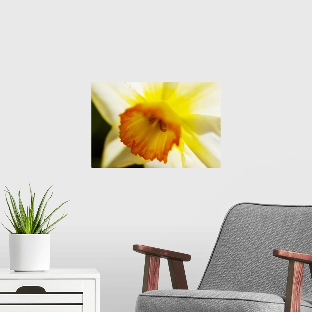 A modern room featuring White Daffodil, Selective Focus On Flower Center