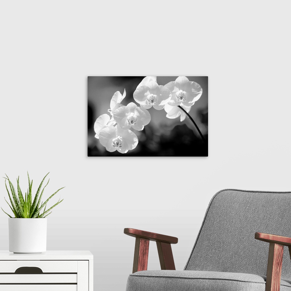 A modern room featuring White dendrobium orchid flowers on stem