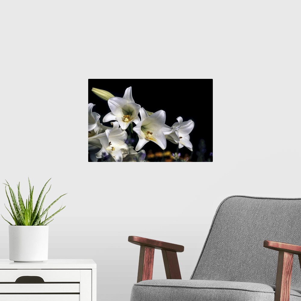 A modern room featuring White Easter Lilies (Lilium) 'Snow Queen' Longiflorrum Liliaceae, New York Botanical Garden. Digi...