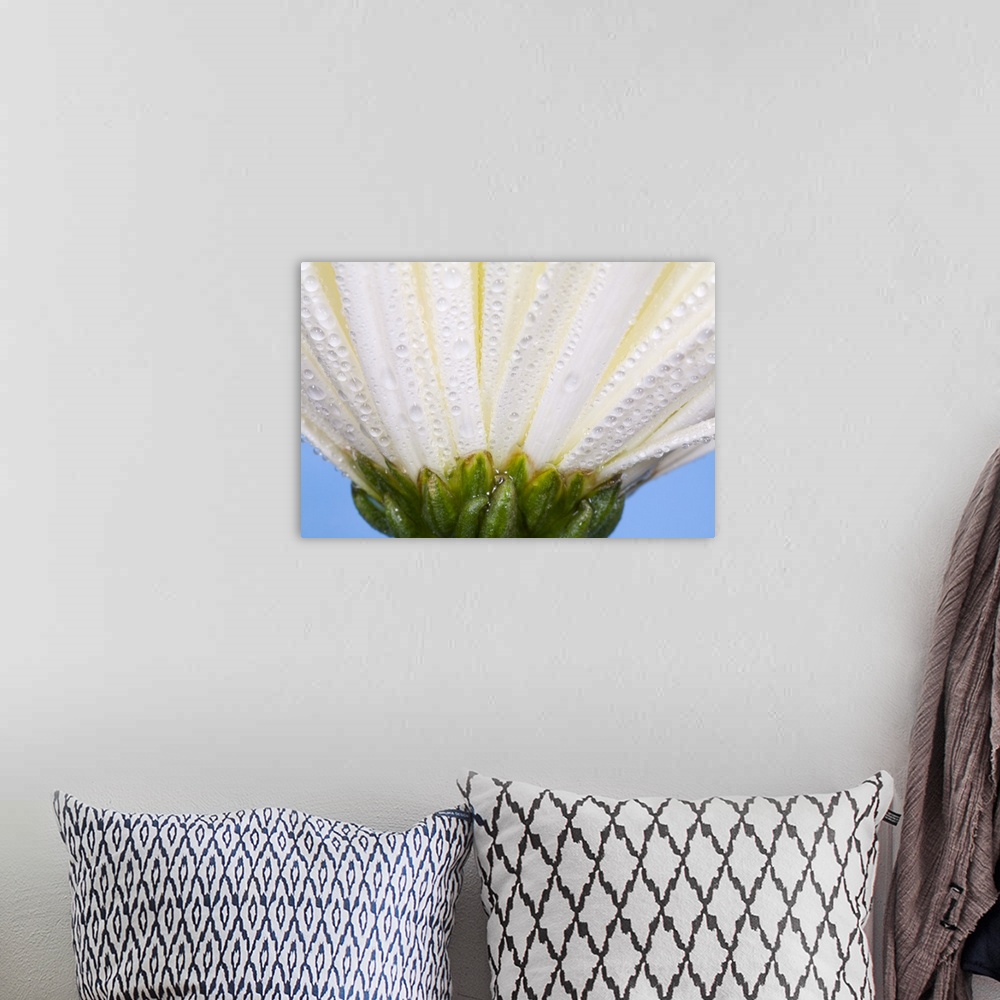 A bohemian room featuring White Flower Head With Dew