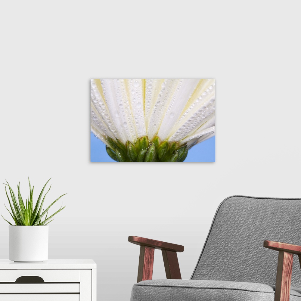 A modern room featuring White Flower Head With Dew