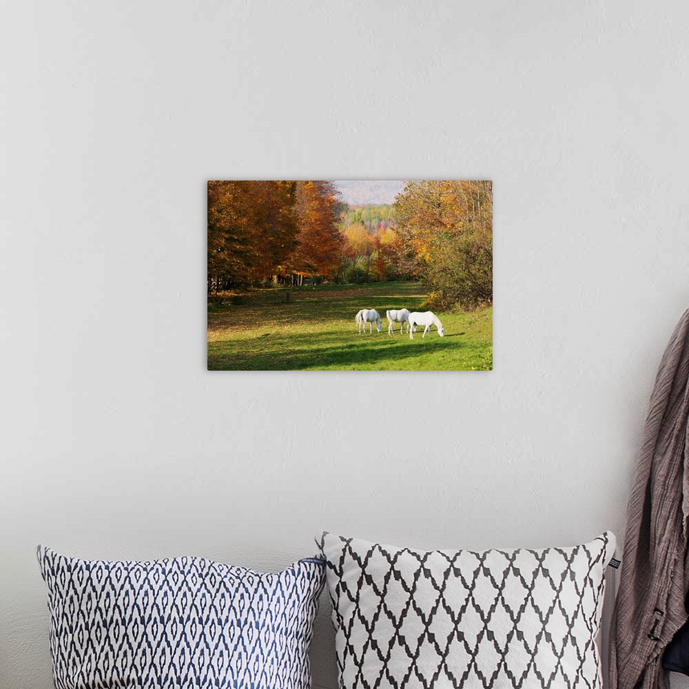 A bohemian room featuring White Horses In An Autumn Landscape, Bromont, Quebec, Canada