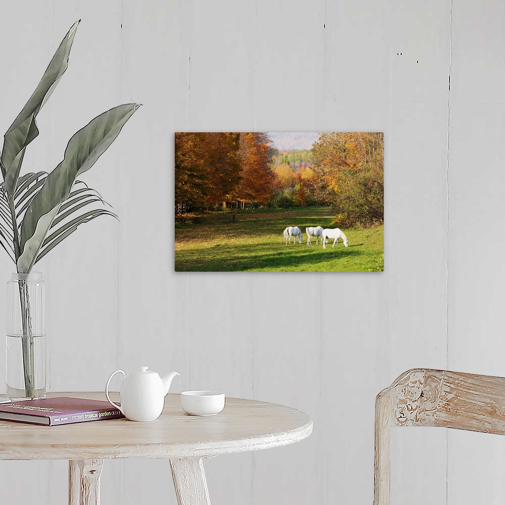 A farmhouse room featuring White Horses In An Autumn Landscape, Bromont, Quebec, Canada