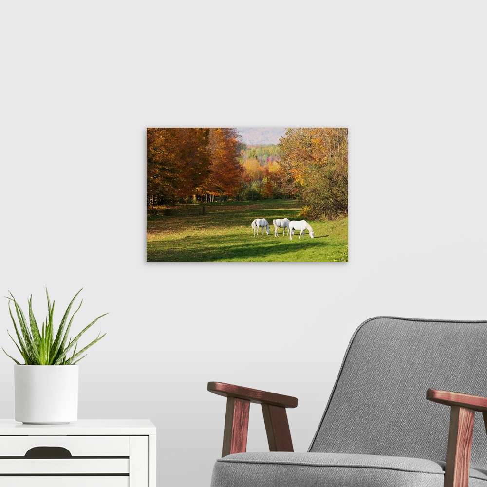 A modern room featuring White Horses In An Autumn Landscape, Bromont, Quebec, Canada