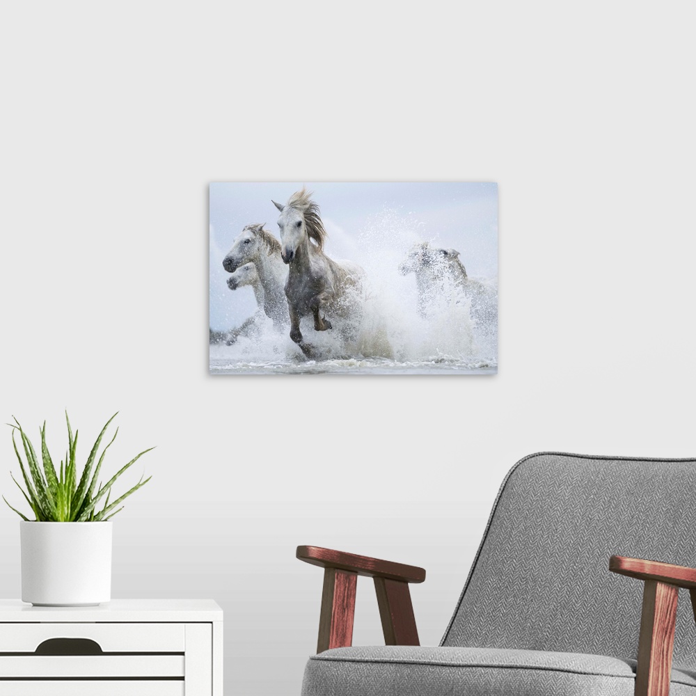 A modern room featuring White horses of Camargue running out of the water; Camargue, France