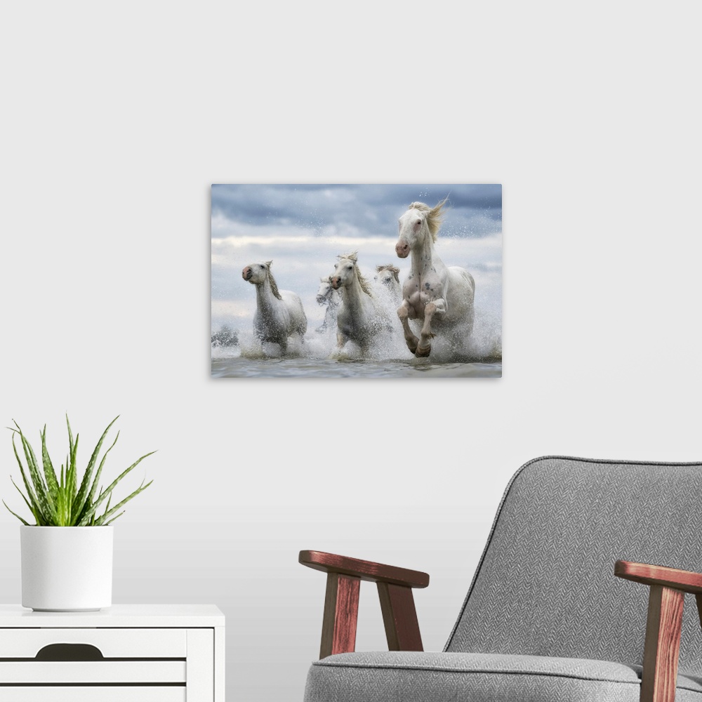 A modern room featuring White horses of Camargue running out of the water, Camargue, France.