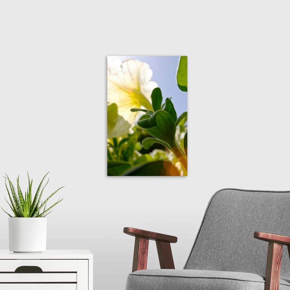 A modern room featuring White Petunia, Bright Sunlight Creating Sunflare