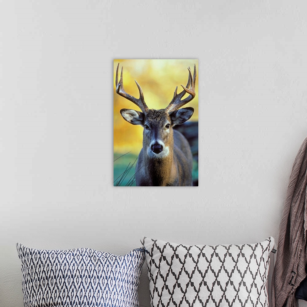 A bohemian room featuring White-Tailed Deer