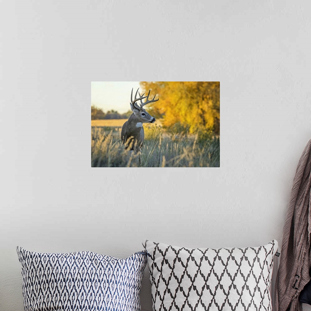 A bohemian room featuring White-tailed Deer (Odocoileus virginianus) buck, Eastern Plains; Colorado, United States of America
