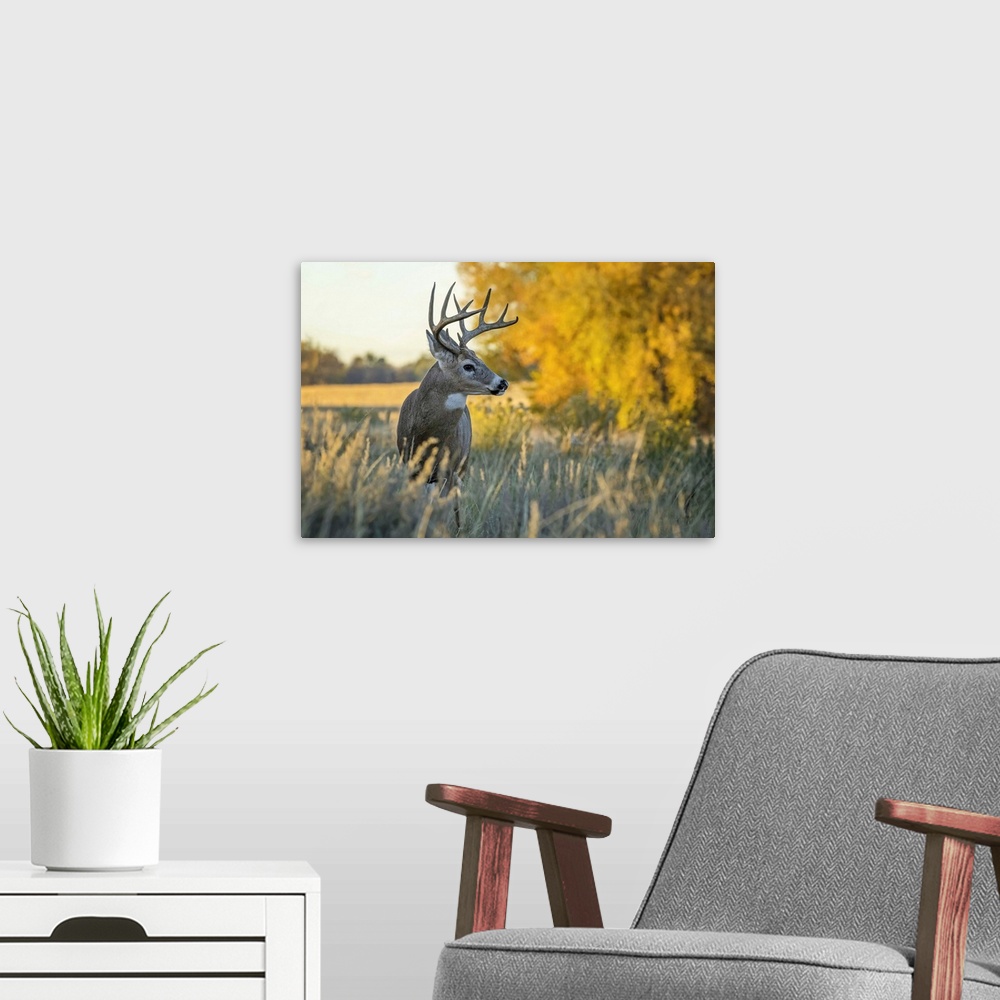 A modern room featuring White-tailed Deer (Odocoileus virginianus) buck, Eastern Plains; Colorado, United States of America