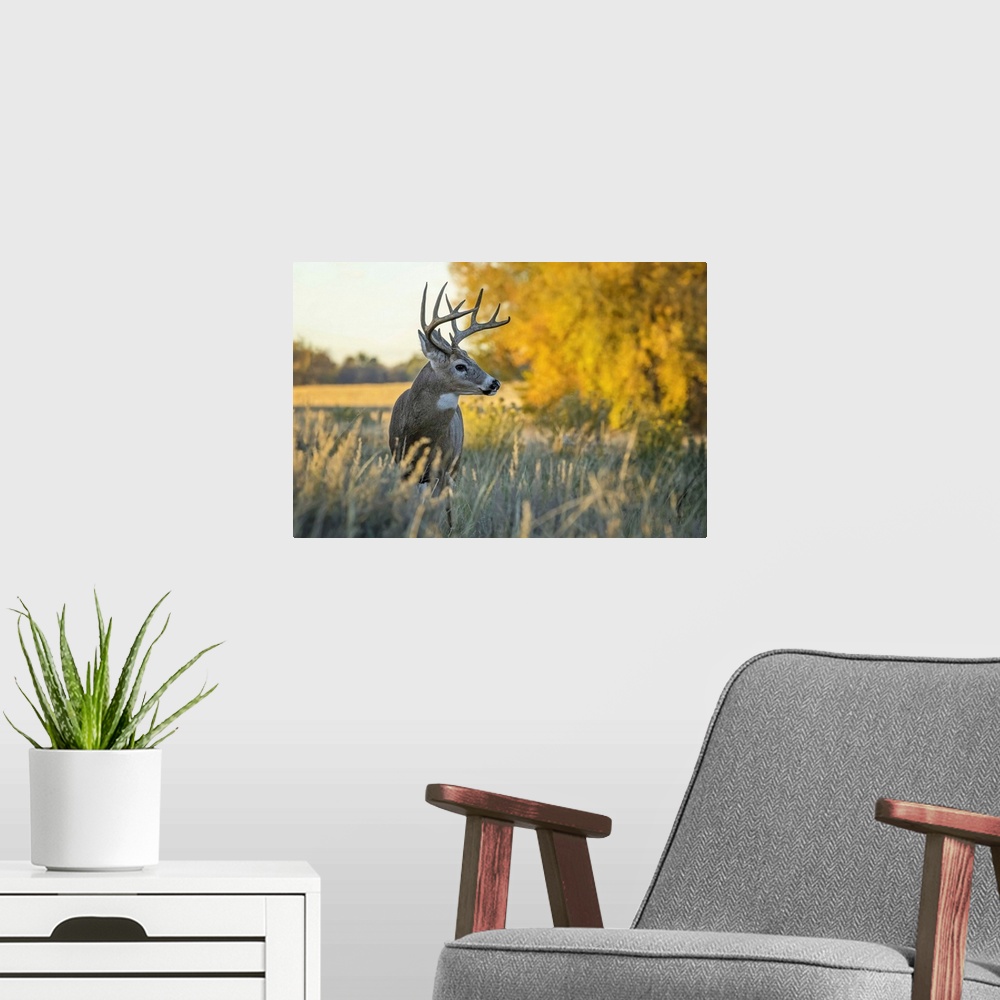 A modern room featuring White-tailed Deer (Odocoileus virginianus) buck, Eastern Plains; Colorado, United States of America