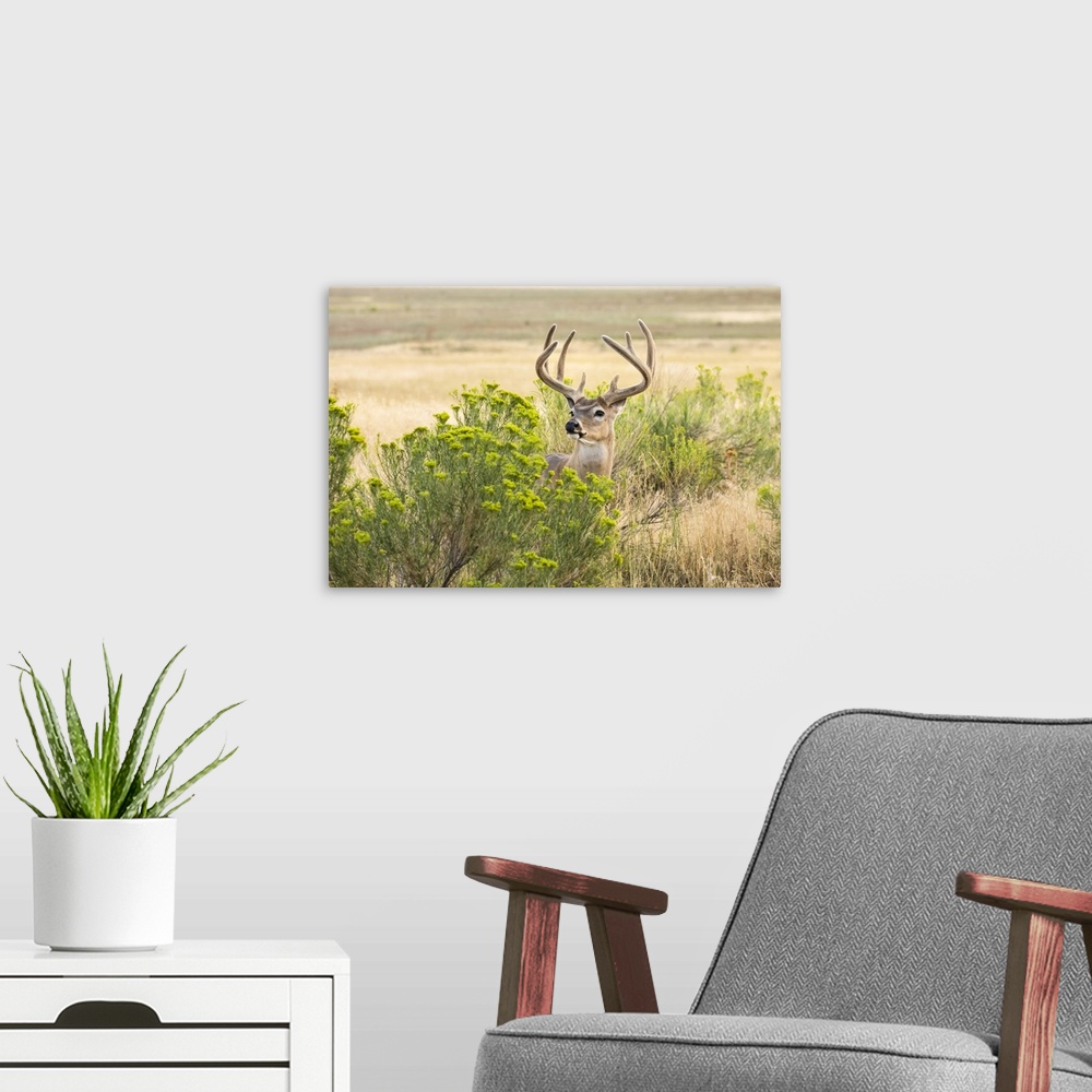 A modern room featuring White-tailed deer buck (Odocoileus virginianus) standing and looking out from behind a shrub; Emp...