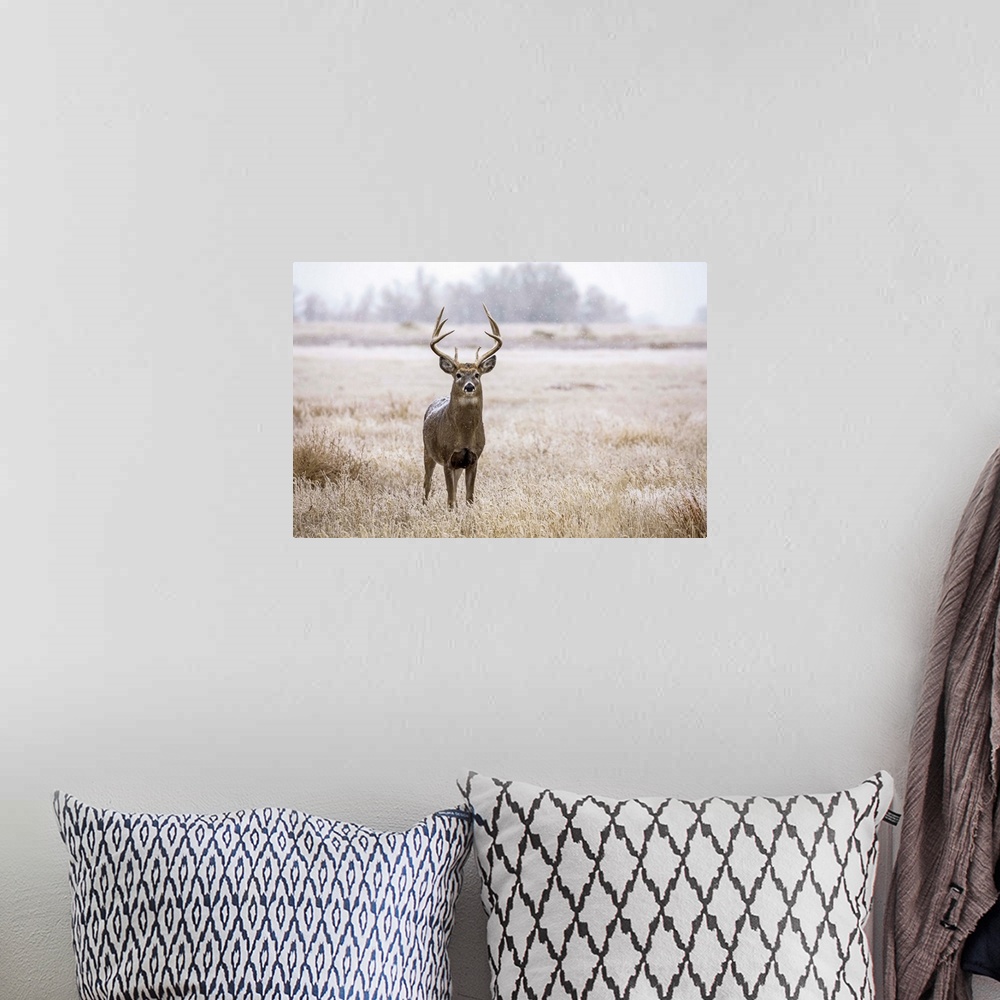 A bohemian room featuring White-tailed deer buck (Odocoileus virginianus) standing in a field during a light snowfall; Empo...