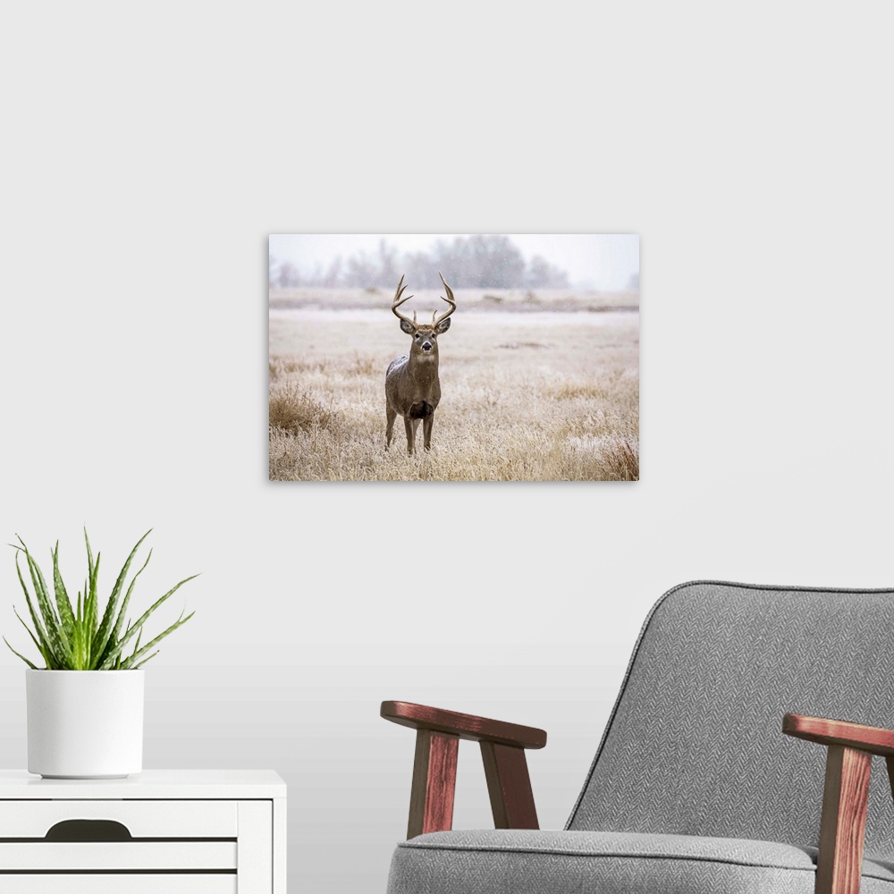 A modern room featuring White-tailed deer buck (Odocoileus virginianus) standing in a field during a light snowfall; Empo...
