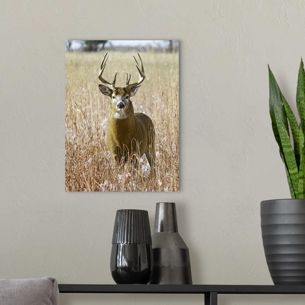 A modern room featuring White-tailed deer (odocoileus virginianus) stag, eastern plains, Colorado, united states of America.