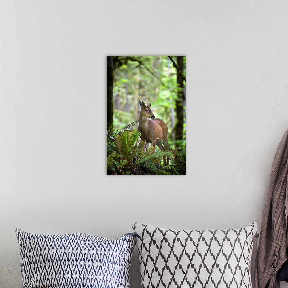 A bohemian room featuring White-Tailed Deer Peering Out Of The Woods