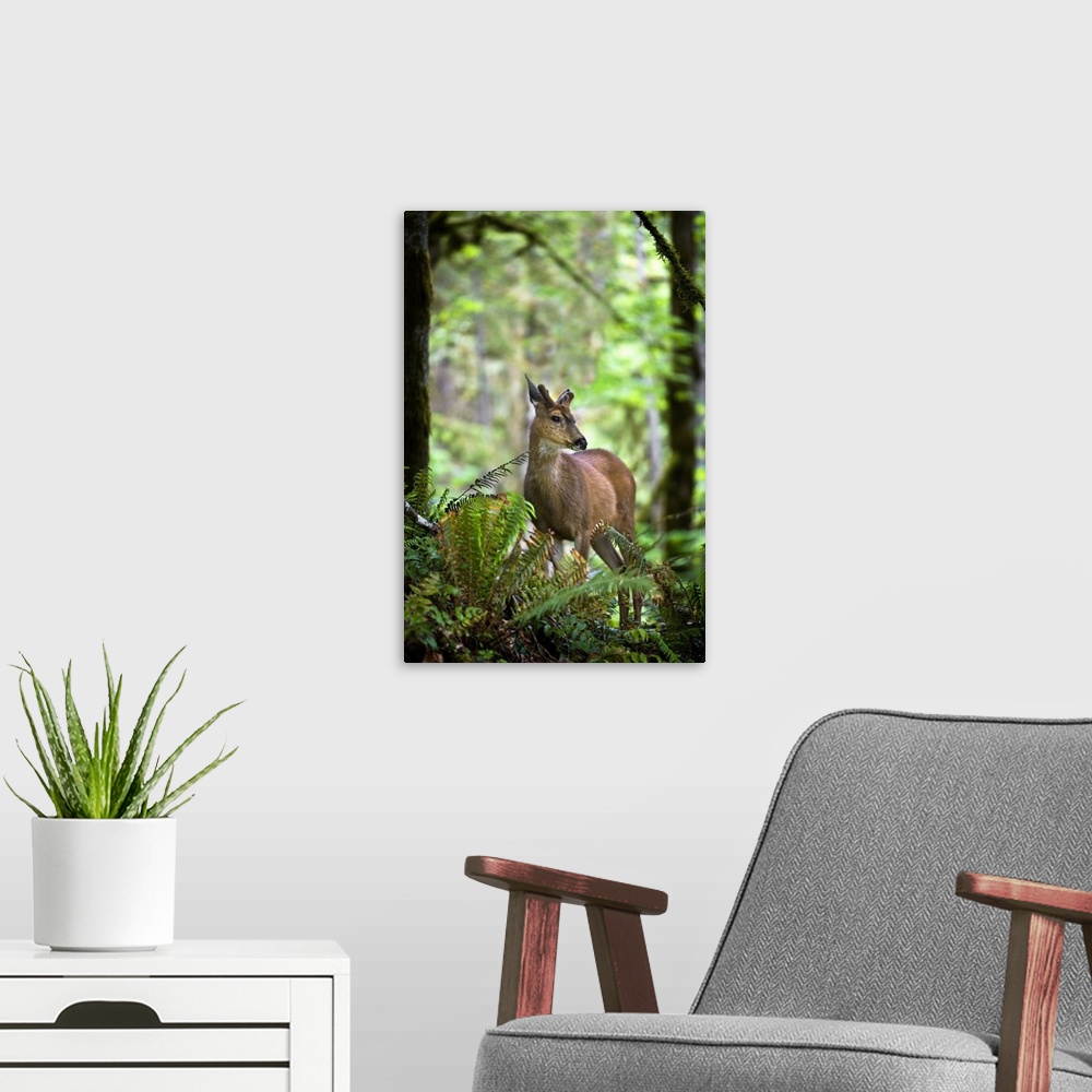 A modern room featuring White-Tailed Deer Peering Out Of The Woods
