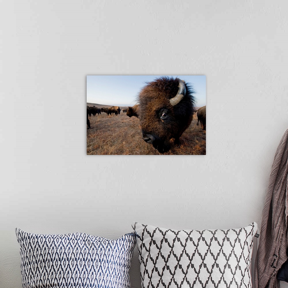 A bohemian room featuring Wild American bison (bison bison) roam on a game preserve near canton, Kansas, USA. Canton, Kansa...
