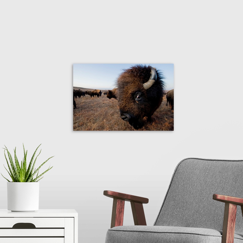 A modern room featuring Wild American bison (bison bison) roam on a game preserve near canton, Kansas, USA. Canton, Kansa...