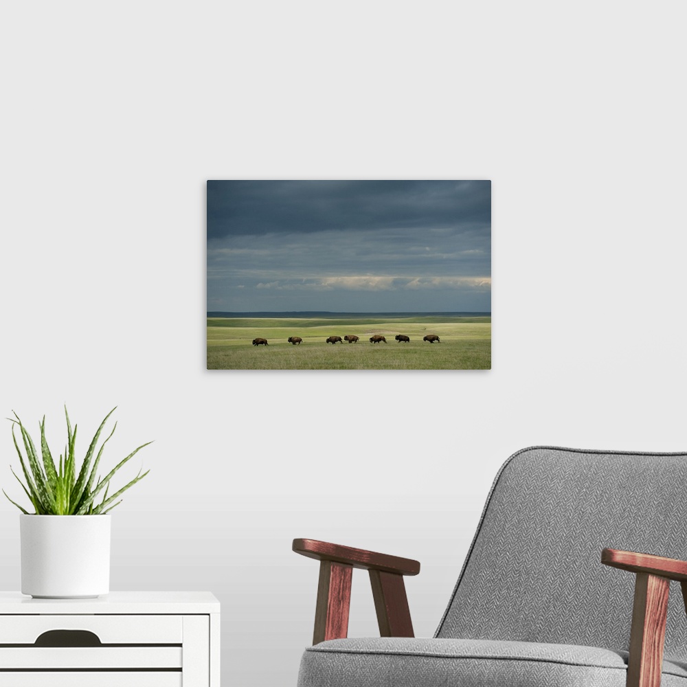 A modern room featuring Wild American bison (bison bison) roam on a ranch in south Dakota, united states of America.