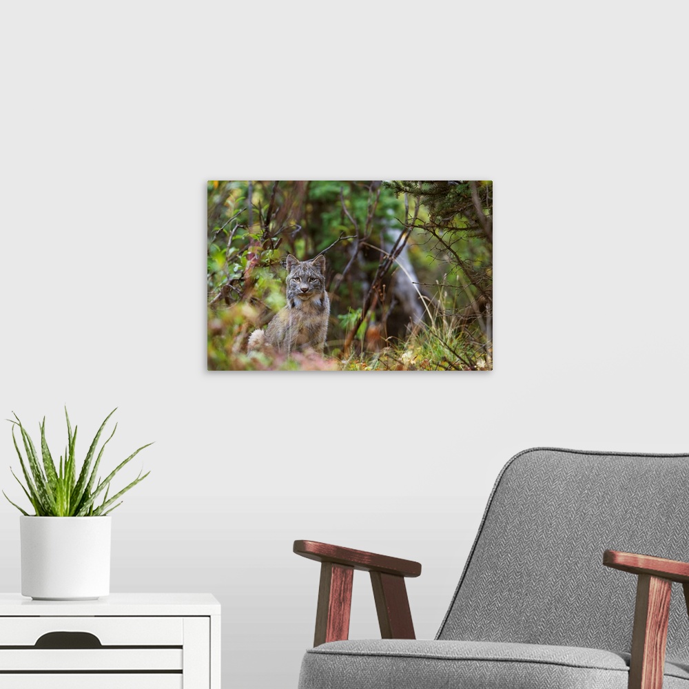 A modern room featuring Wild Canada Lynx Sitting Beneath An Alder Tree In Denali National Park, Alaska