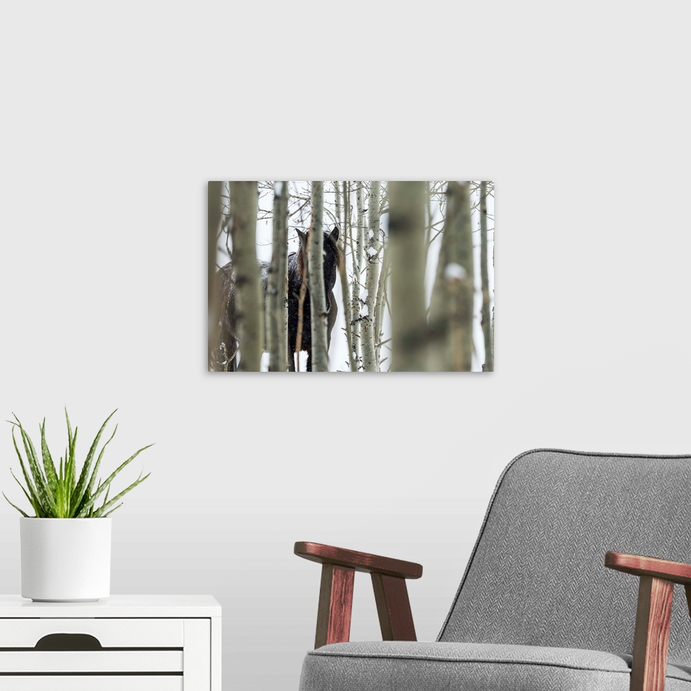 A modern room featuring Wild horse hiding in trees, Turner Valley, Alberta, Canada.