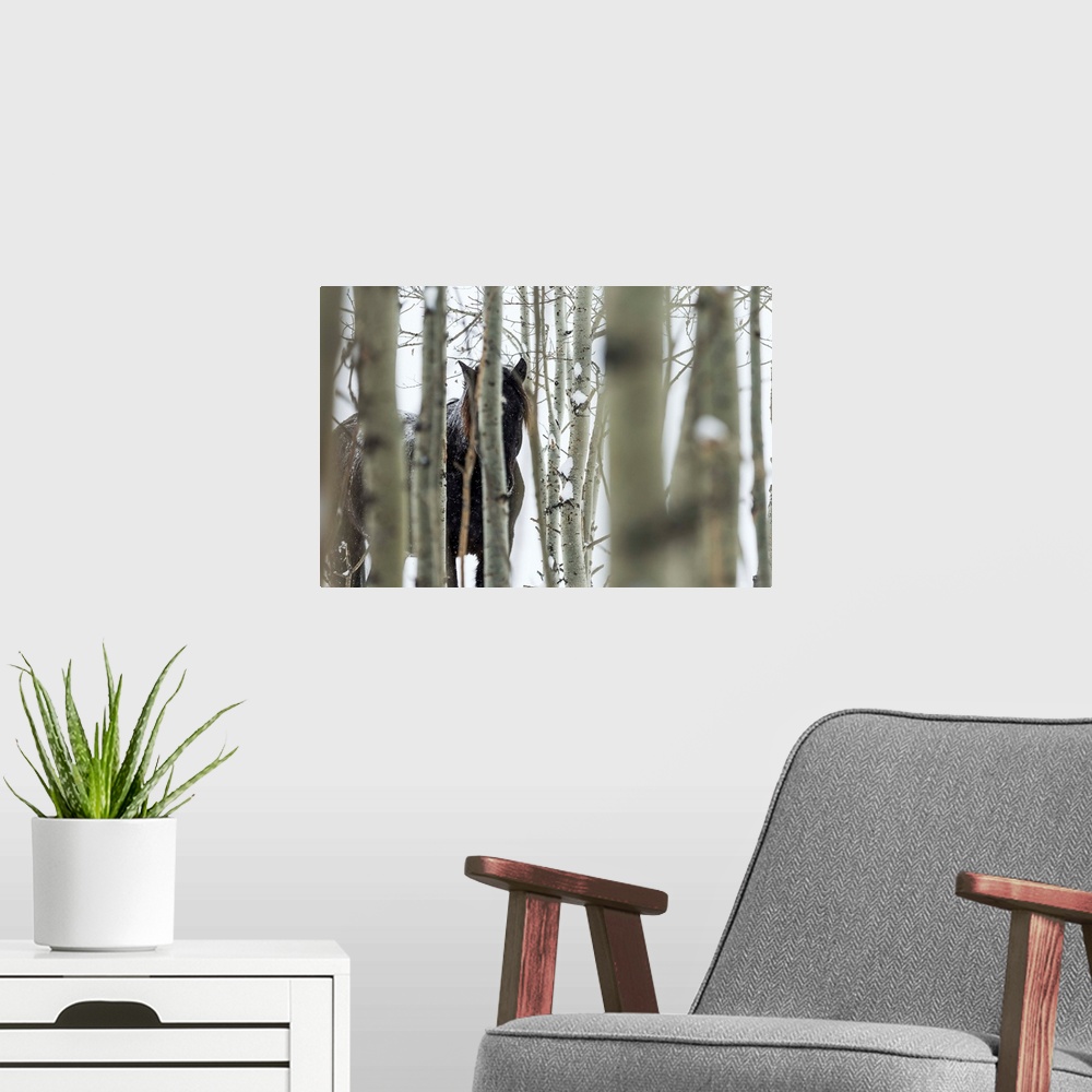 A modern room featuring Wild horse hiding in trees, Turner Valley, Alberta, Canada.