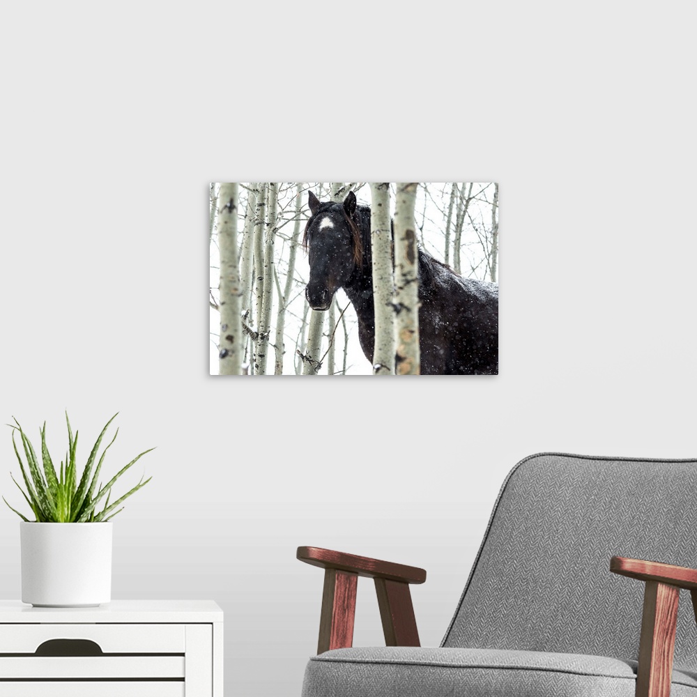 A modern room featuring Wild horse in a snowstorm, Turner Valley, Alberta, Canada.