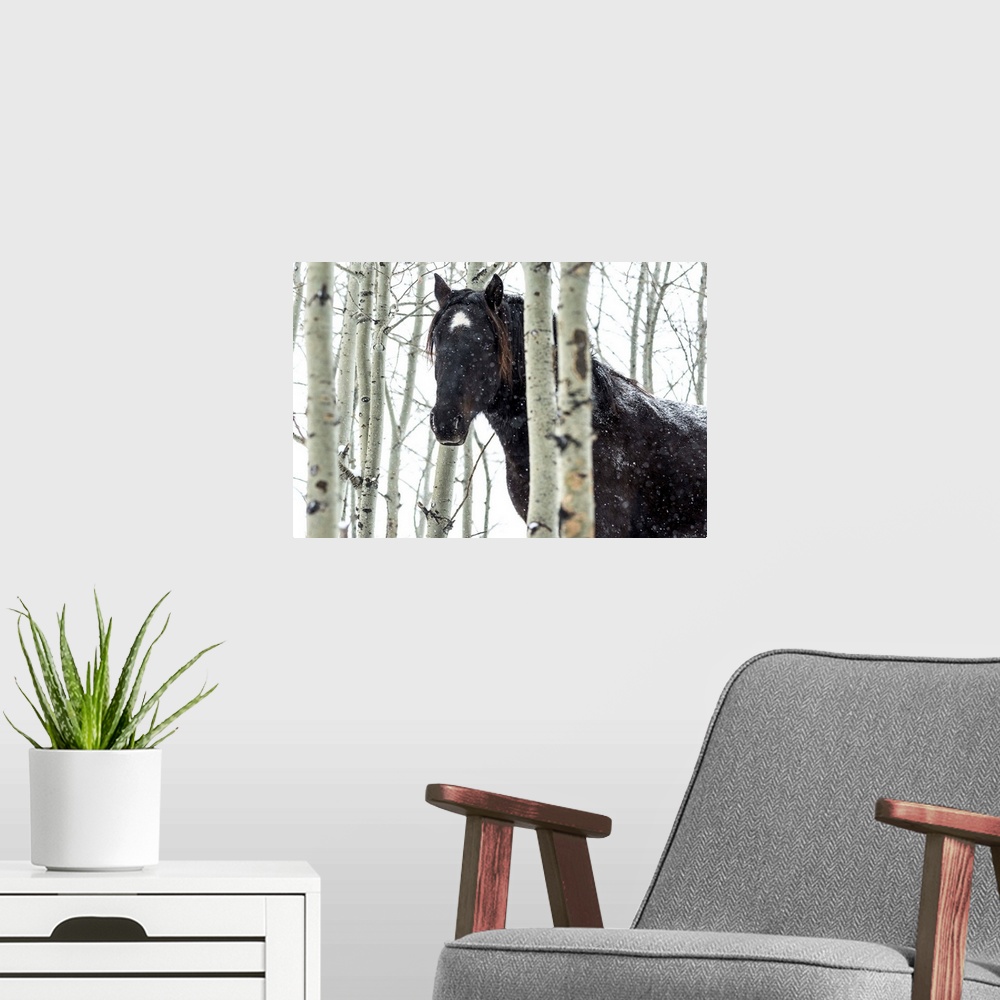A modern room featuring Wild horse in a snowstorm, Turner Valley, Alberta, Canada.