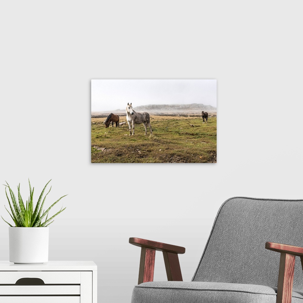 A modern room featuring Wild horses standing in a foggy field.