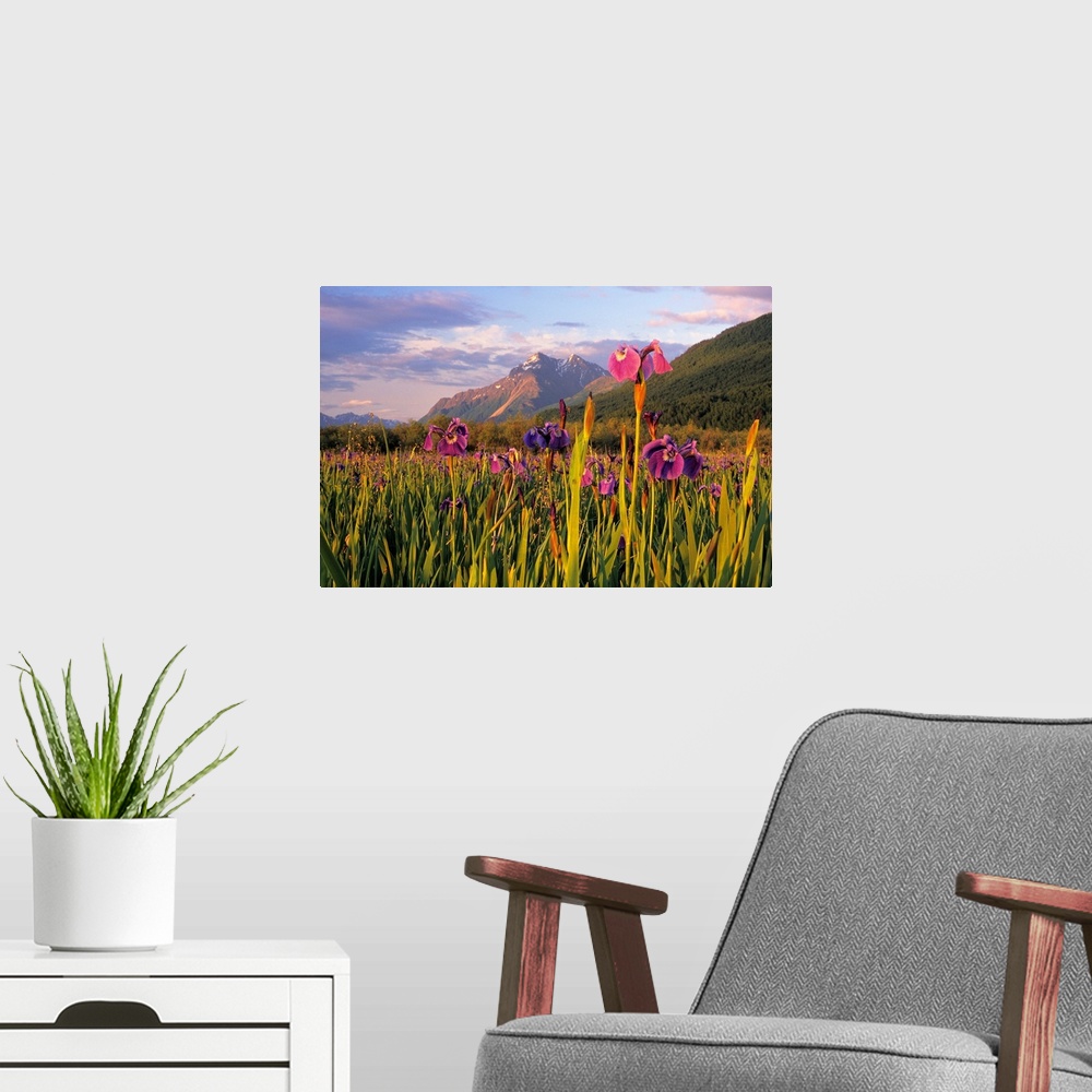 A modern room featuring Photograph of flower meadow in front of Pioneer Peak SC Alaska Summer Mat-Su Valley.  Snow capped...