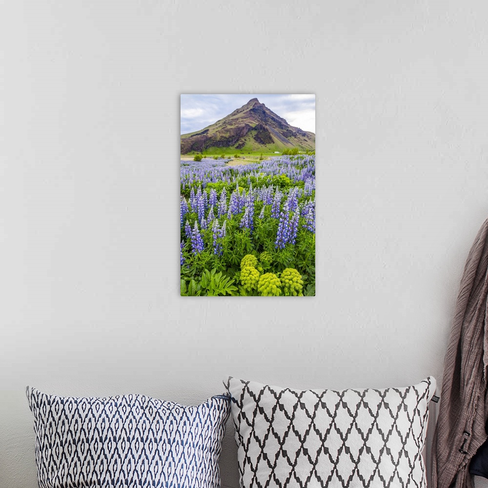 A bohemian room featuring A field of colorful wild lupin flowers in front of a volcanic mountain peak; Iceland