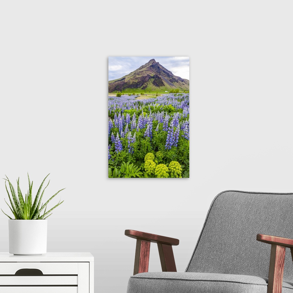A modern room featuring A field of colorful wild lupin flowers in front of a volcanic mountain peak; Iceland