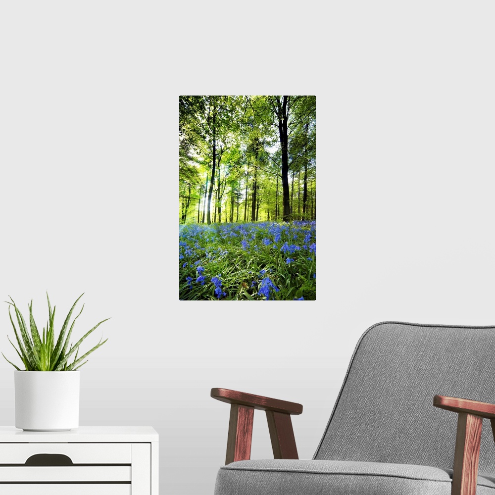 A modern room featuring Wildflowers In A Forest Of Trees, Yorkshire, England