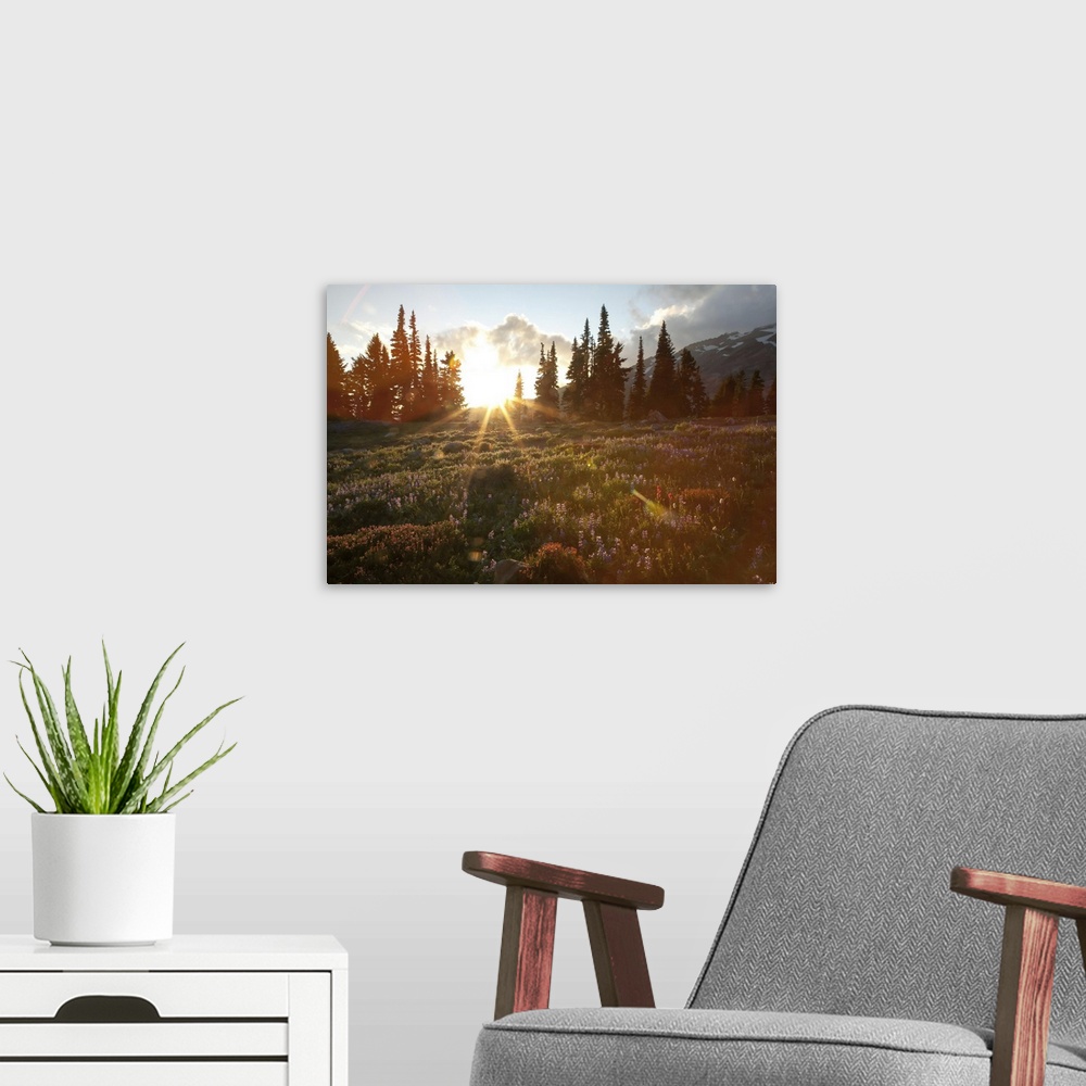 A modern room featuring Wildflowers cover a landscape on Mount Rainier as the sun sets behind evergreen trees. Mount Rain...