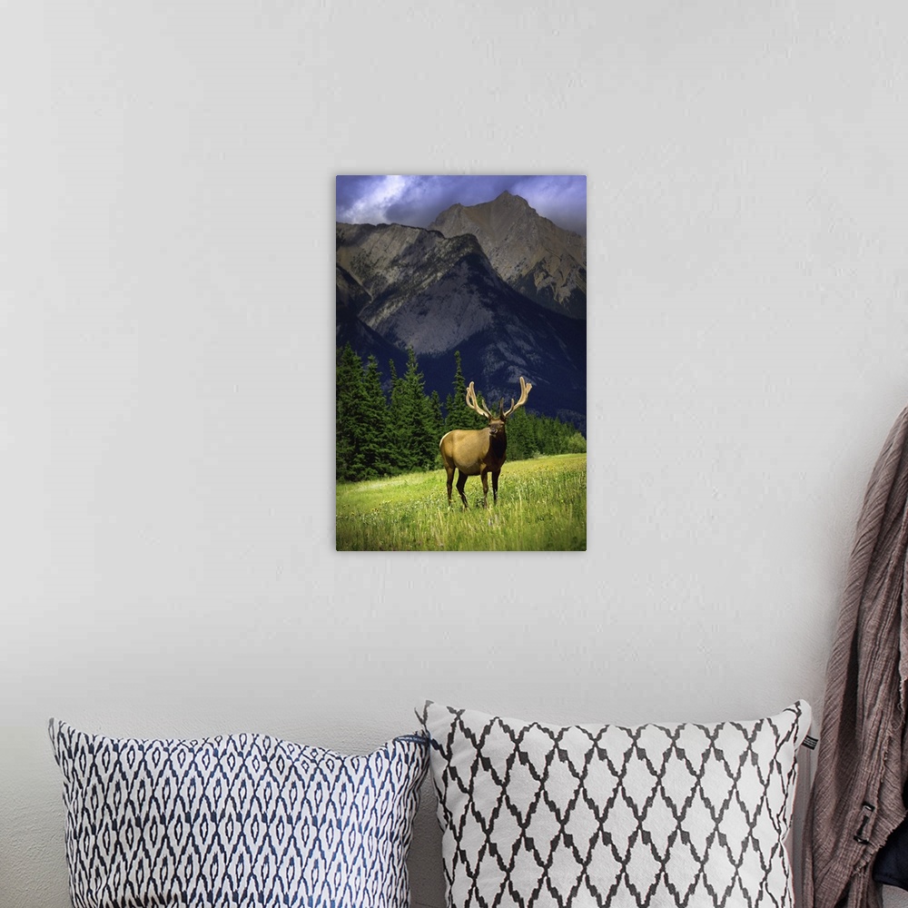 A bohemian room featuring Wildlife In The Mountains
