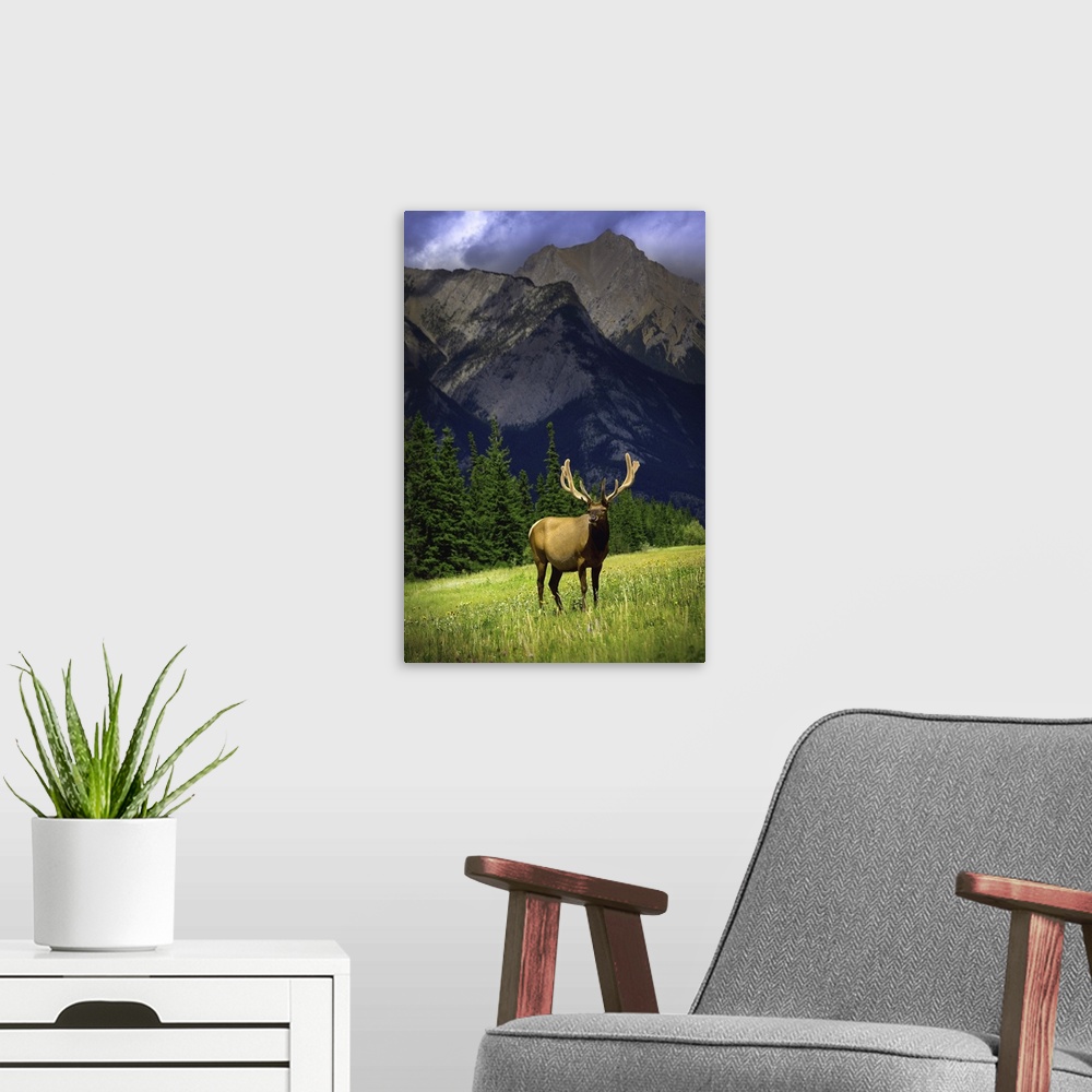A modern room featuring Wildlife In The Mountains