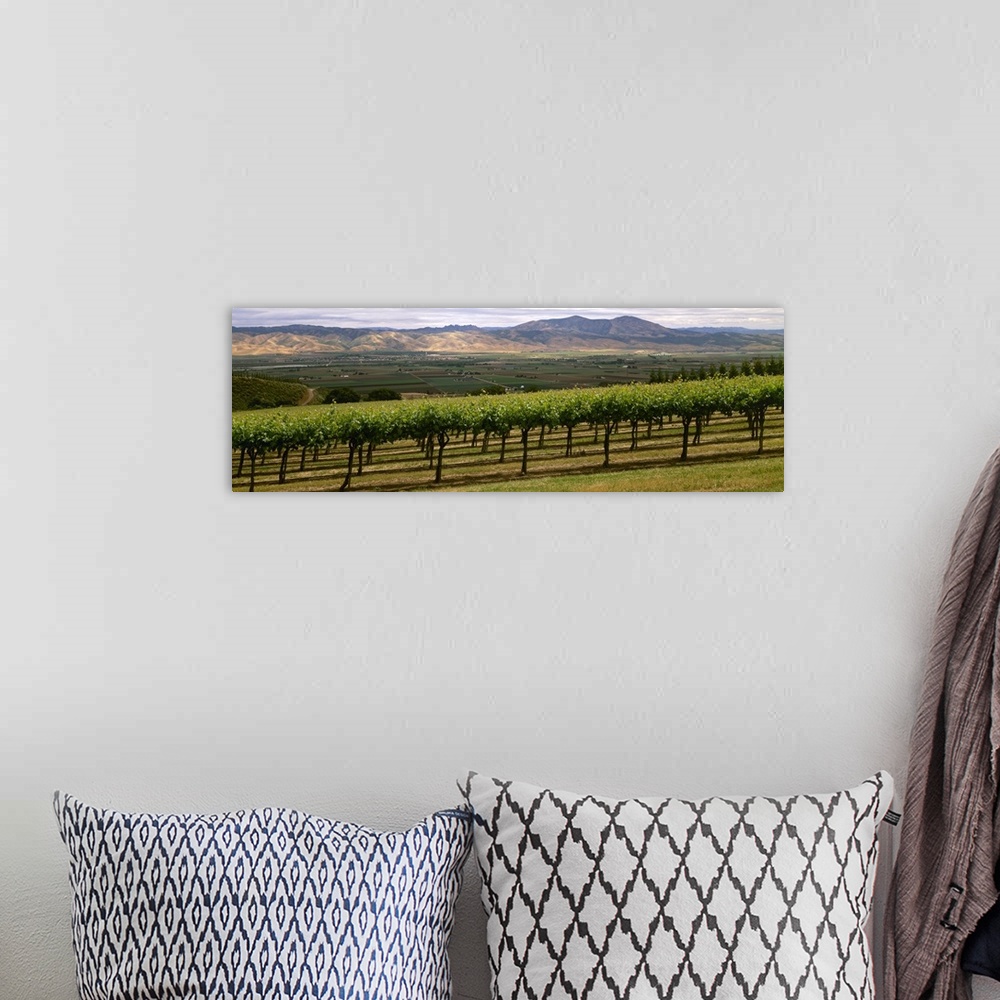 A bohemian room featuring Wine grape vineyard with Spring foliage growth in the Santa Lucia highlands